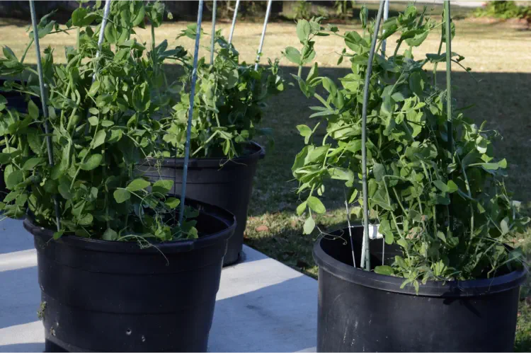 The Ulimate Guide To Growing Peas in Pots and Containers